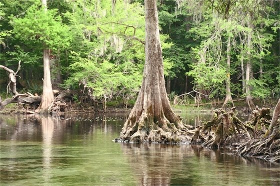 Cypress tree and knees along the edge of a river