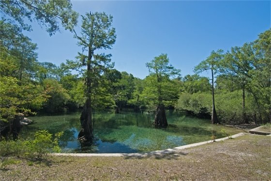 Clear springs with cypress trees in the water