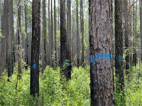 Marked trees in the Steinhatchee Springs Tract