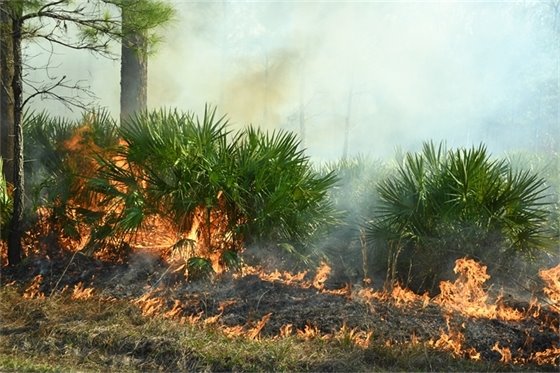 Prescribed fire in north Florida