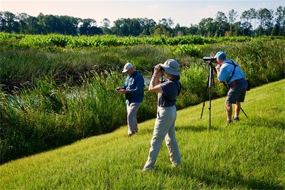 Three people watching birds in a wetland area with binaculars.