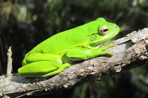 Bright Green Tree Frog